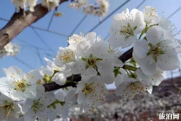 四川金堂赏花哪个地方好