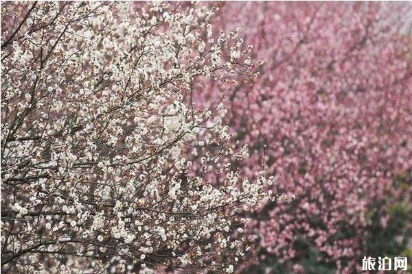 湖北襄阳赏花地推荐 襄阳赏花地图