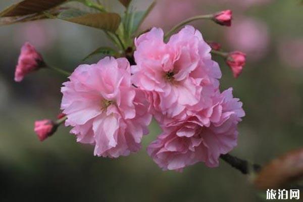 湖北襄阳赏花地推荐 襄阳赏花地图