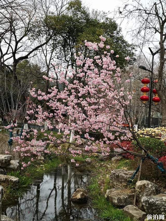 2020鸡鸣寺樱花图片