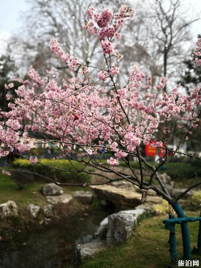 2020鸡鸣寺樱花图片