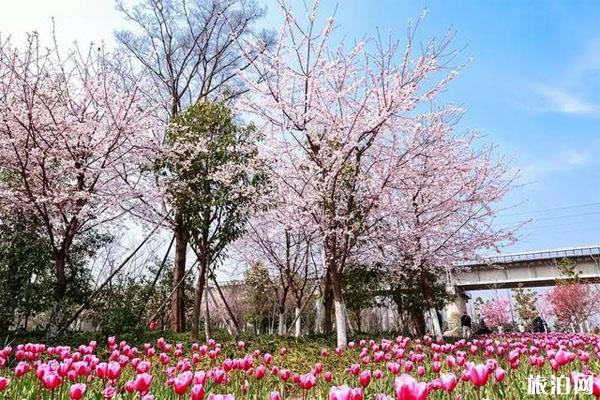 宁波十大樱花观赏地