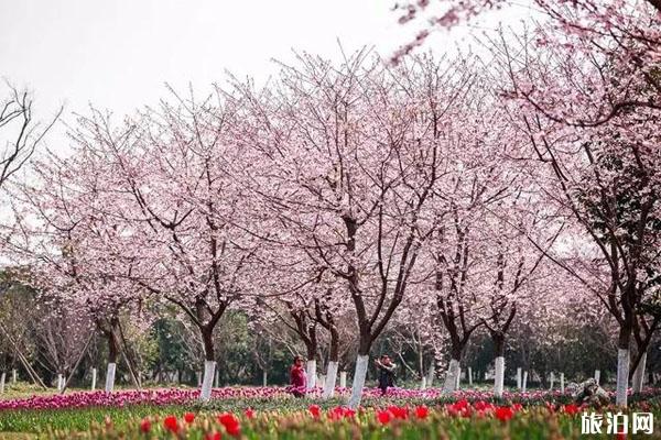 宁波十大樱花观赏地