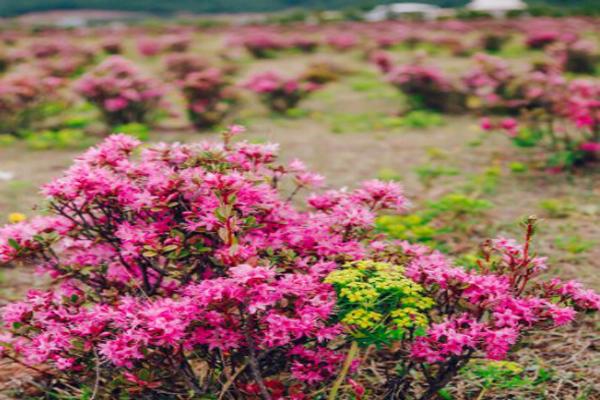 香格里拉杜鹃花海图片