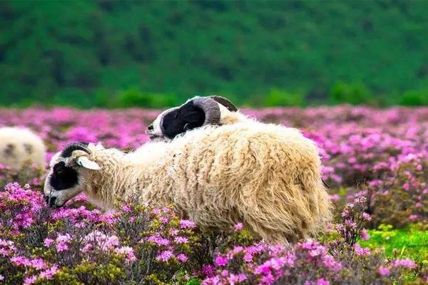 香格里拉杜鹃花海图片