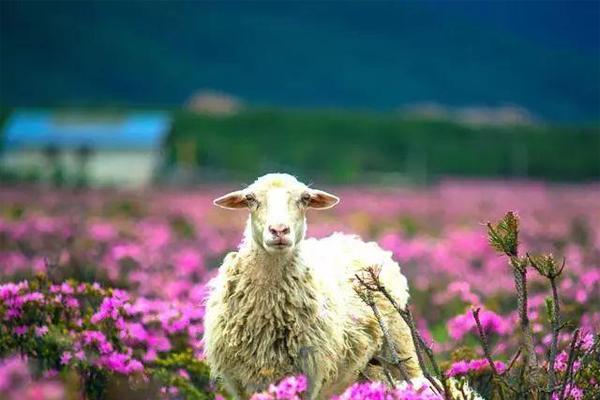 香格里拉杜鹃花海图片