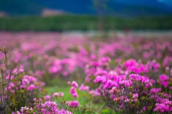 香格里拉杜鹃花海图片