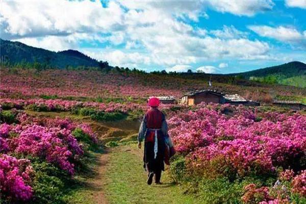 香格里拉杜鹃花海图片