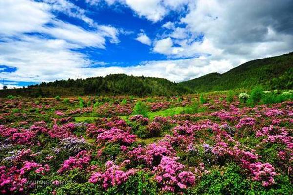 香格里拉杜鹃花在哪些地方有