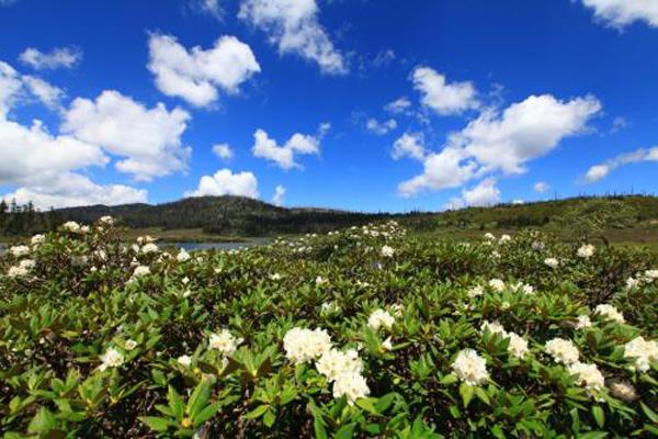 香格里拉杜鹃花在哪些地方有