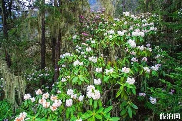 阿坝州杜鹃花观赏地有哪些