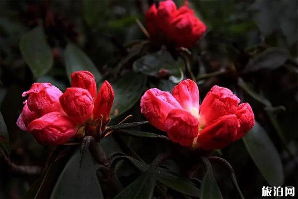 凉山杜鹃花海分布在哪，观赏地推荐