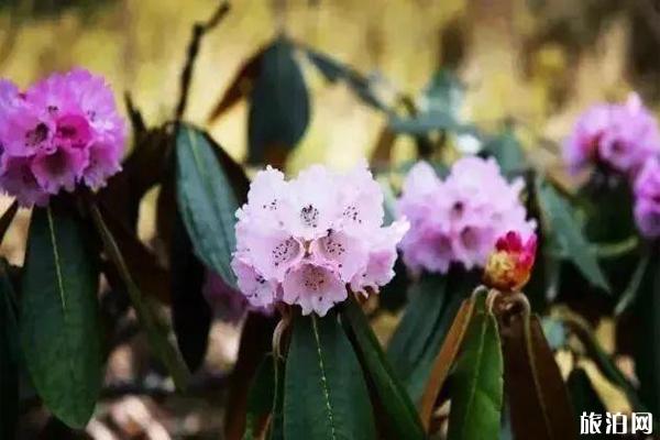 凉山杜鹃花海分布在哪 观赏地推荐