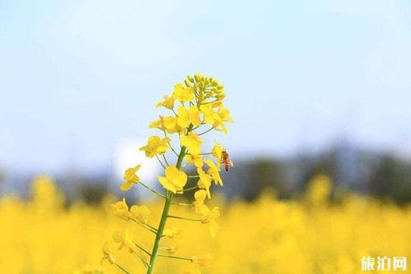 油菜花怎么拍照才好看