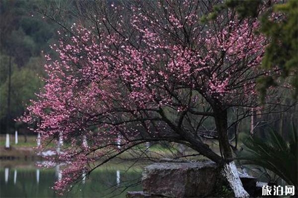 宣城赏花地推荐 附赏花地图