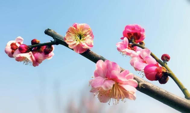 鄢陵旅游美景图片