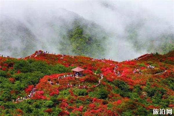 大围山杜鹃花开了吗 附观赏攻略