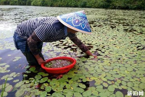 哪里生产莼菜 中国哪里的莼菜最好