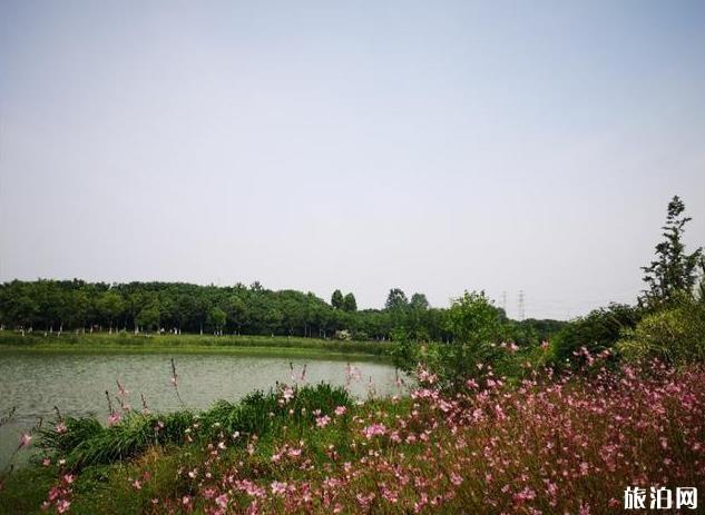 东湖绿道骑行图片 2020东湖绿道骑行风景