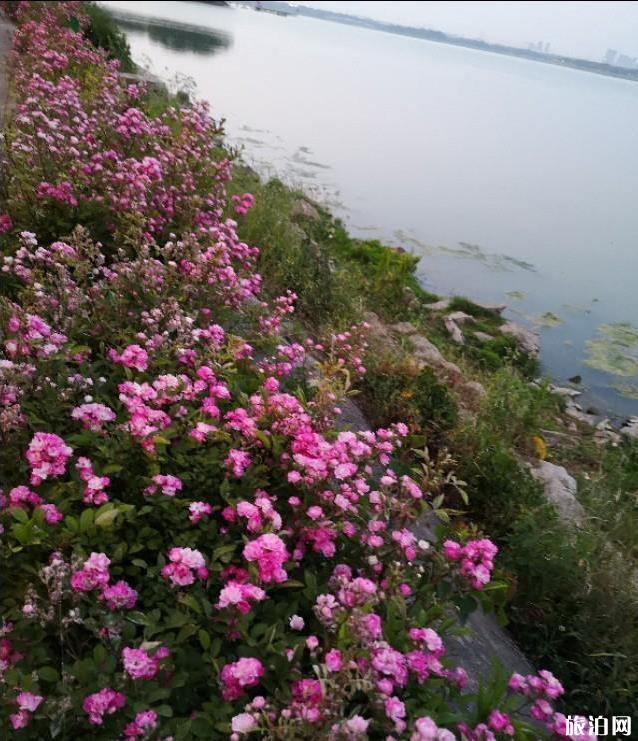 东湖绿道骑行图片 2020东湖绿道骑行风景