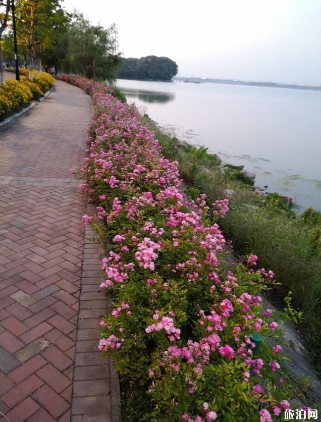 东湖绿道骑行图片 2020东湖绿道骑行风景