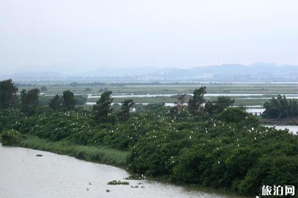 广东十大观鸟圣地 地址-观鸟指南