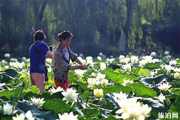 泸州赏荷花的地方 荷花观赏地推荐