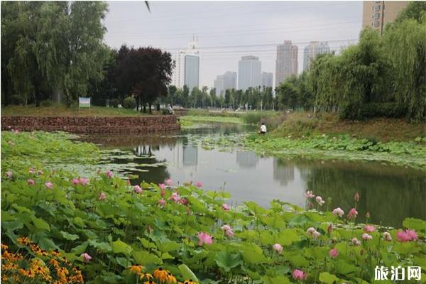 许昌看荷花在什么地方 许昌荷花观赏地推荐