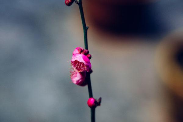 梅花和腊梅是一种花吗 有什么区别