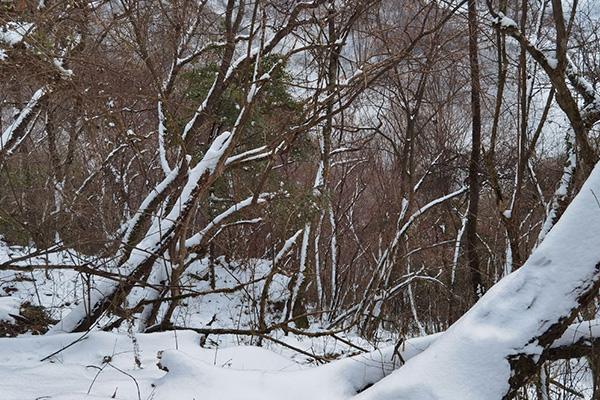 2021年2月1日至10日陕西南宫山国家森林公园暂时闭园