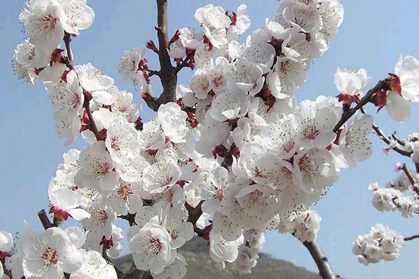 青海春季好去处 青海春季赏花地点推荐