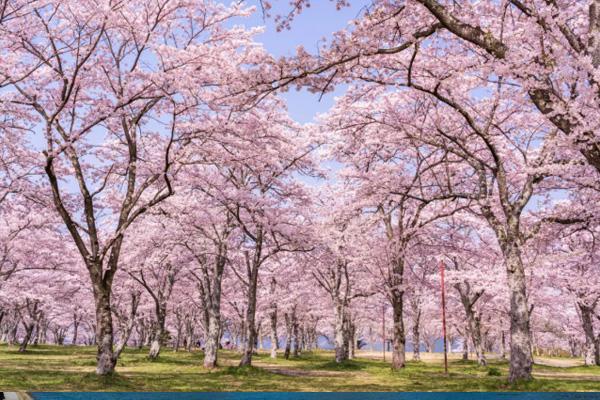 今年能去日本看樱花吗 2021日本樱花什么时候开-日本樱花预测