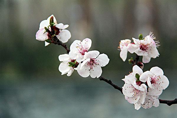 温州乐清赏梅花好去处 温州乐清赏梅花地点推荐