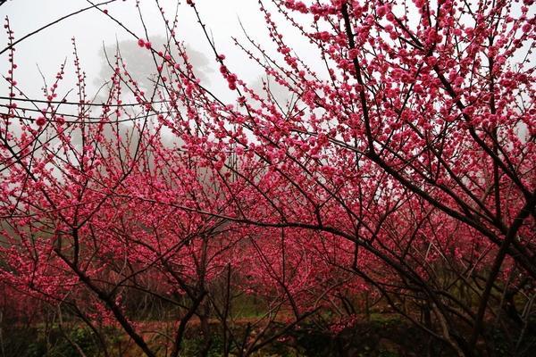 温州乐清赏梅花好去处 温州乐清赏梅花地点推荐