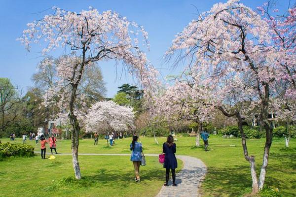 2021南京看梅花有哪几个地方 南京看梅花的最佳时间