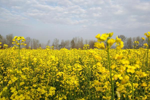 2021陕西汉中油菜花什么时候开 附赏花路线