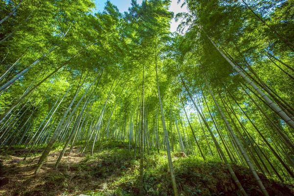 宜兴竹海风景区门票多少钱-游玩攻略