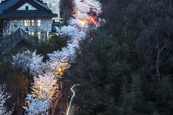 南京鸡鸣寺樱花什么时候开2021 南京赏樱花的地方