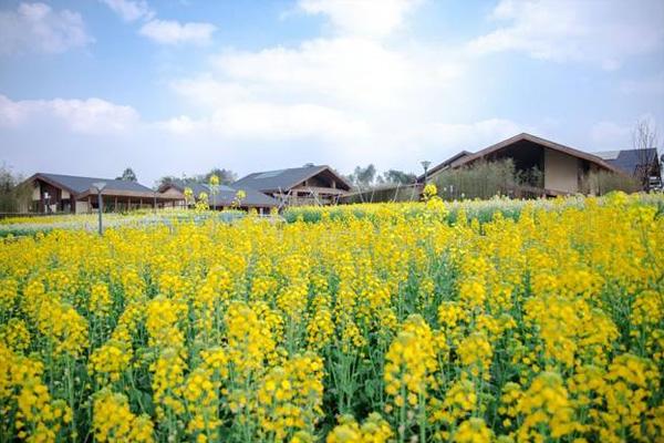 光明小镇欢乐田园油菜花需要预约吗 附赏花攻略