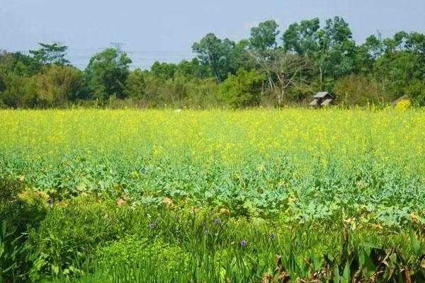 深圳油菜花海在哪里 2021深圳赏油菜花最好的地方