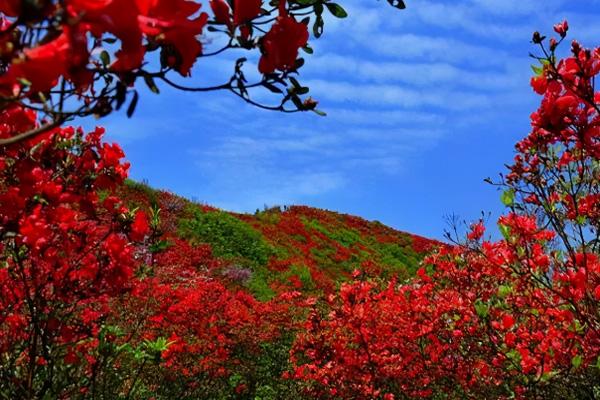 2021贵州毕节杜鹃花什么时候开