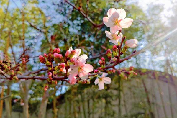 合肥赏樱花的地方 合肥赏樱地点