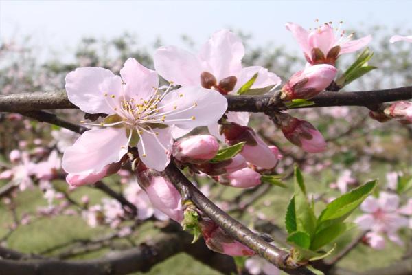 2021成都龙泉桃花开了吗 成都赏花时间一览