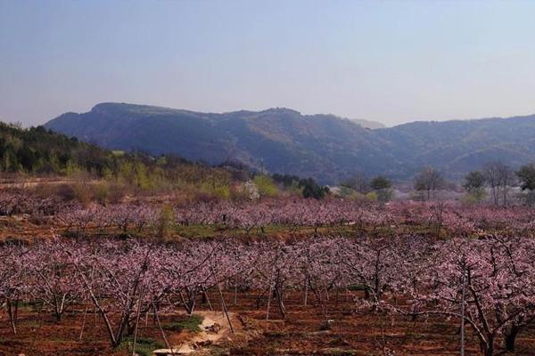 2021北京平谷桃花什么时候开 附赏花路线