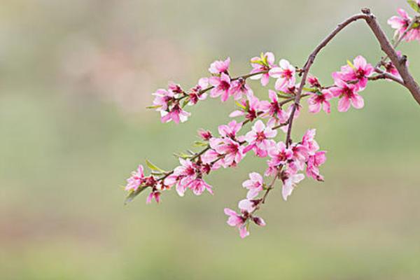 2021北京平谷桃花什么时候开 附赏花路线