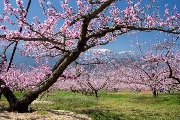 舟山桃花岛桃花什么时候开 舟山桃花岛几月份去最好