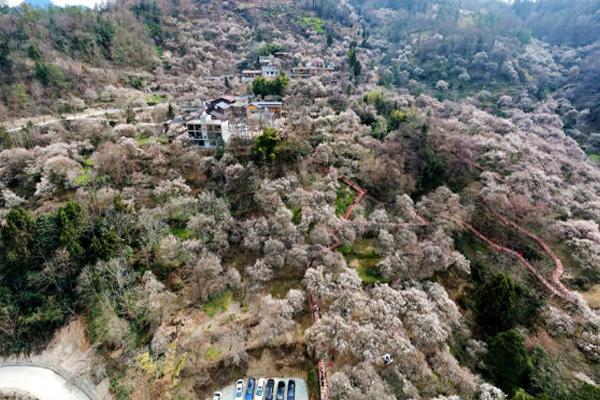 2021绵阳平通梅林赏花时间 平通梅林在哪里-怎么玩