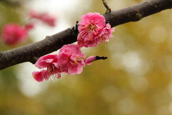 上海梅花节2021最佳观赏时间 附交通指南