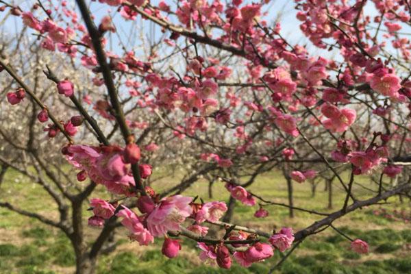 上海梅花节2021最佳观赏时间 附交通指南