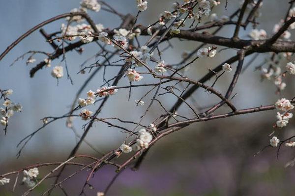 上海梅花节2021最佳观赏时间 附交通指南